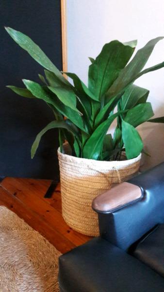 cast iron leaf plant in basket