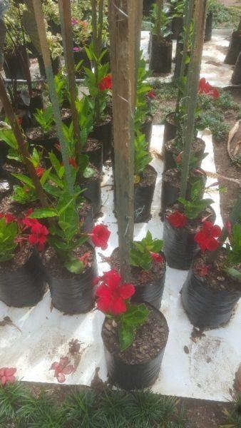 mandevilla creepers red and pink