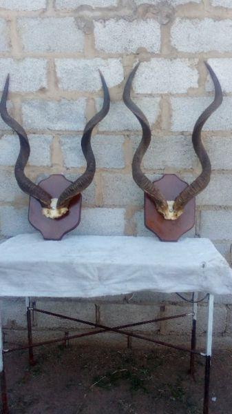 Mounted Kudu Horns