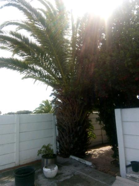 Palm tree for sale!