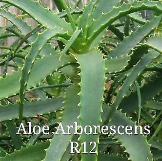 Aloes Succulents and Indigenous plants