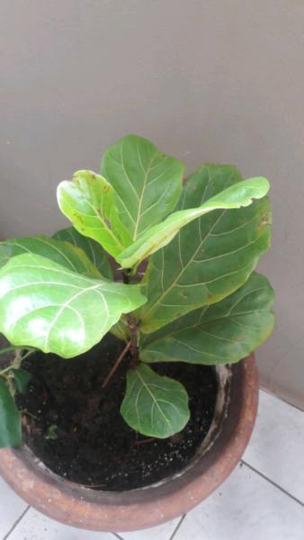 fiddle leaf fig tree in large pot