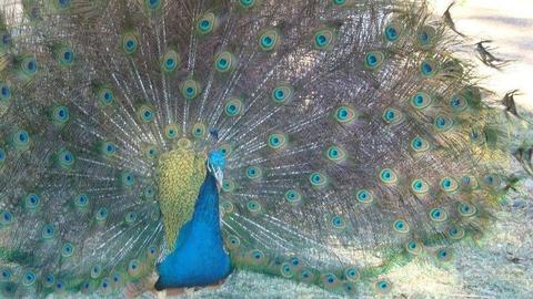 KLEURVOLLE POUVERE TE KOOP