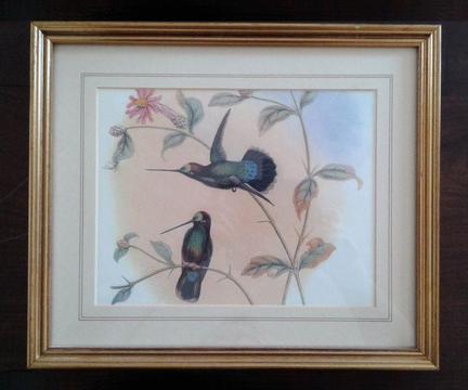 Hummingbird etchings by John Gould (1804-1881)