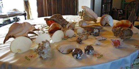 Fantastic collection of sea shells rarely found particularly in South Africa