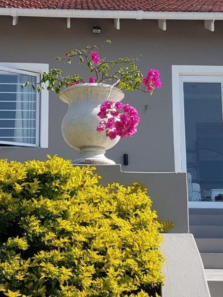 Stunning garden pots with planted bougainvillea