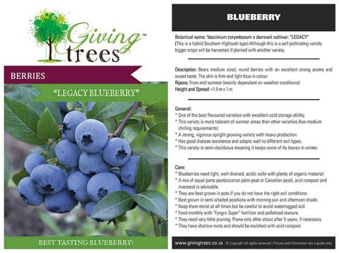 Blueberry bushes. Plants