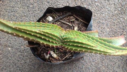 Aloe Suprafoliata - 
