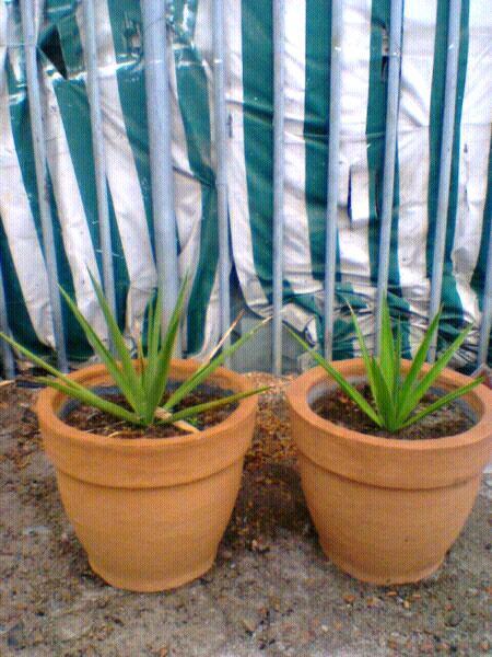 Pots plants for sale