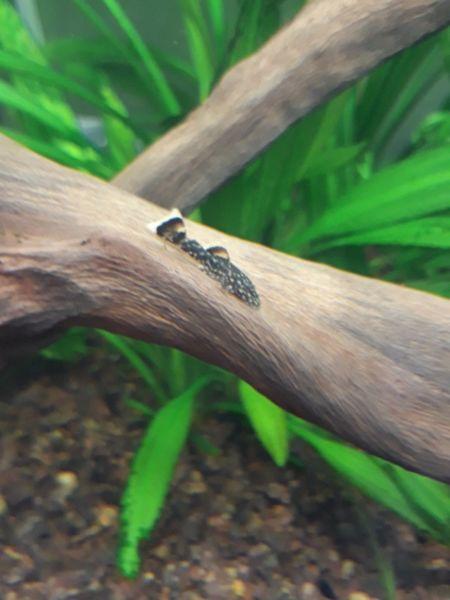 Bristlenose Pleco