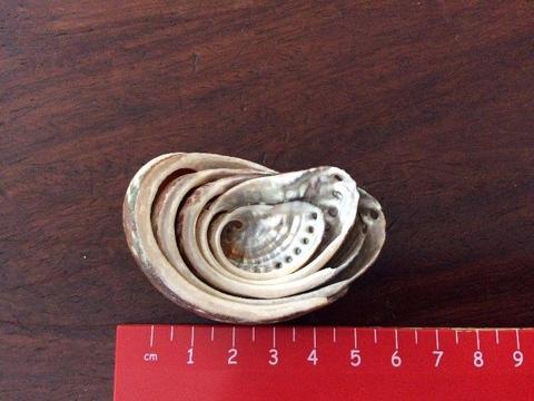 4 shells fit into 5th sea shell