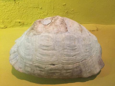 Giant Tortoise Shell Skeleton