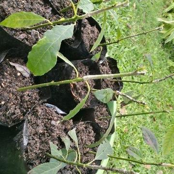 Avocado trees for sale (Grafted)