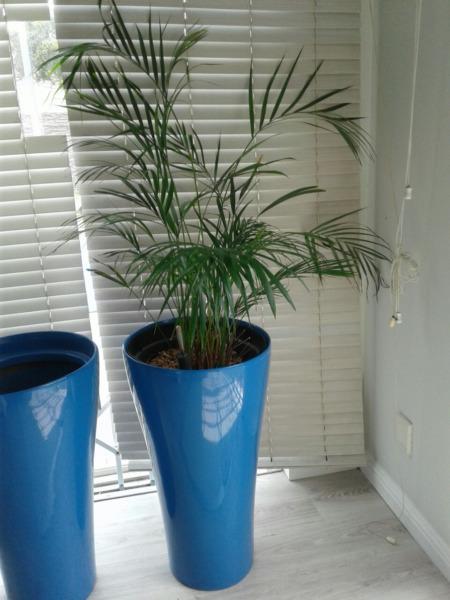 Blue Indoor Pots with Palms