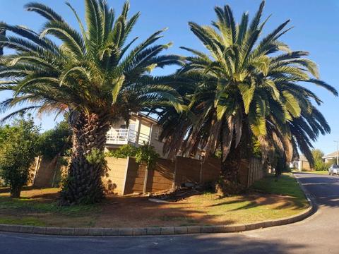 Palm Trees for Sale Durbanville
