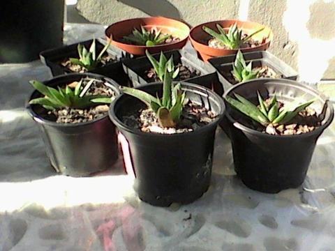 Succulents for sale