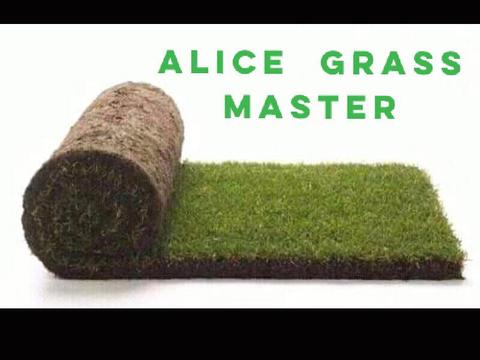 Kikuyu grass at 12 a roll call Alice on : 0642779712