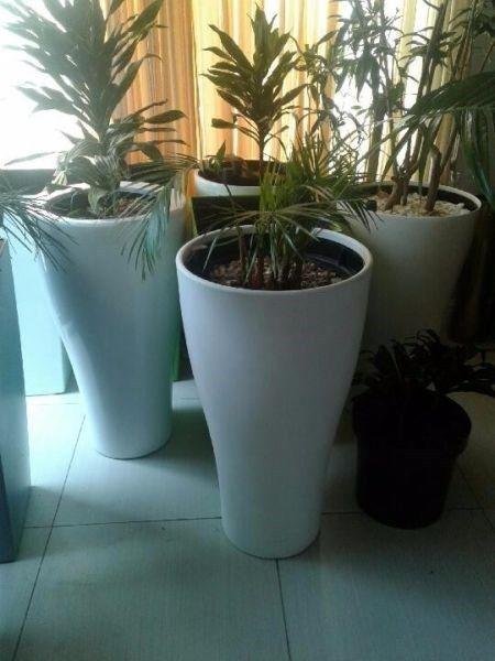 Various Indoor Pots and Plants available at 30% of nursery prices