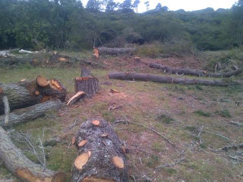 Tree felling, plot and yard cleaning