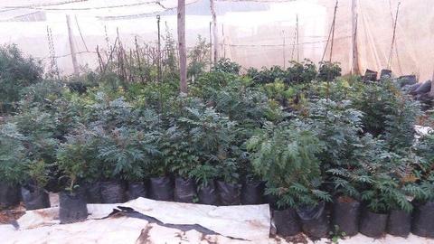 5000 indigenous trees for sale from R30
