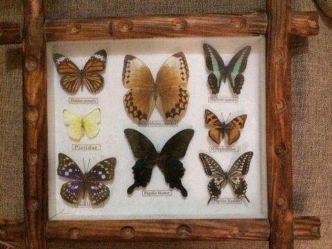 Butterflies in framed box