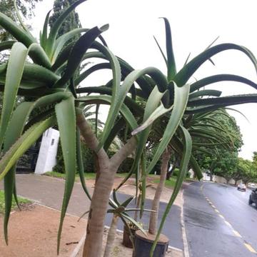 Aloes' for sale