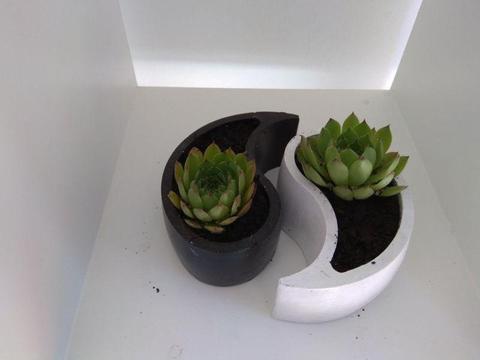 Set of Yin Yang Concrete Planters with succulents