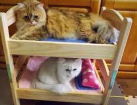 PET BED: DOUBLE DECKER FOR 2 SMALL DOGS & CATS