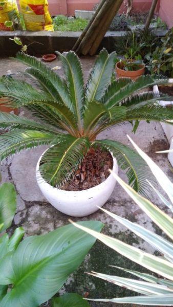 Cycad in white pot