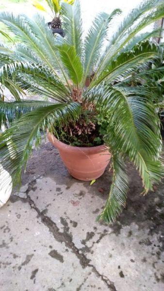 Cycad in brown pot