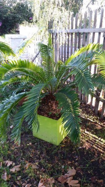 Cycad in green pot