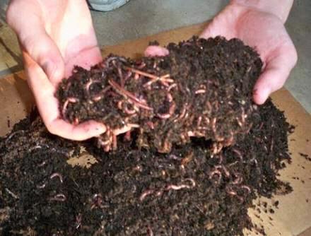 Earthworms composting