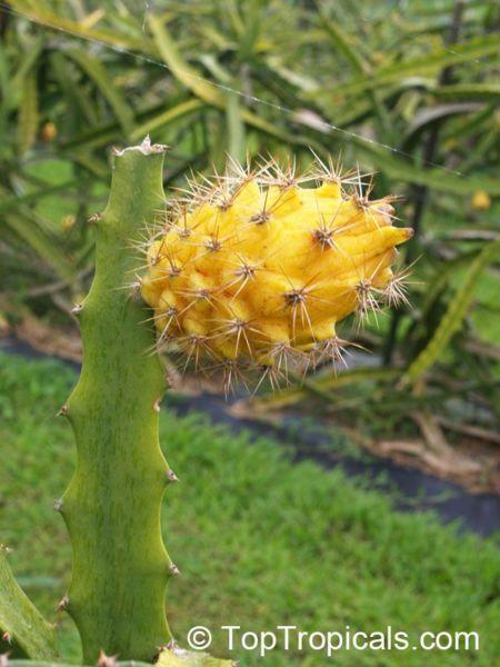 Yellow Dragon Fruit Cuttings for Sale
