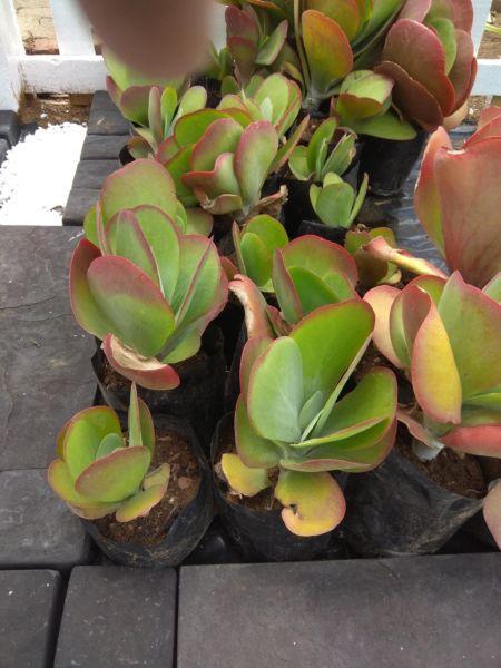 Flapjack paddle Plant Succulent