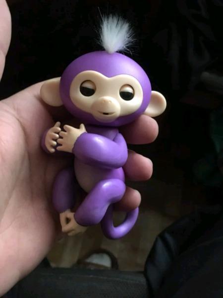 New Available finger monkeys