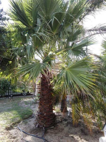 Fan Palm For Sale