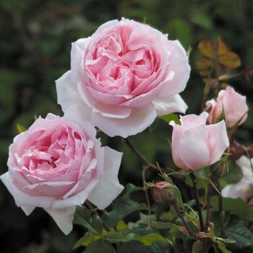 Rose tree and pose petal