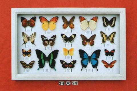 Real framed butterflies