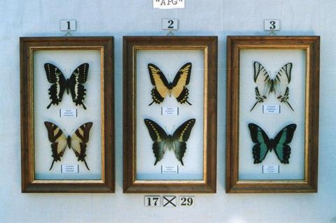 Real framed butterflies