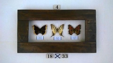 Real Framed Butterflies (each)