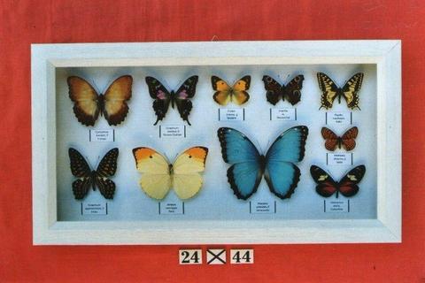 Real framed butterflies