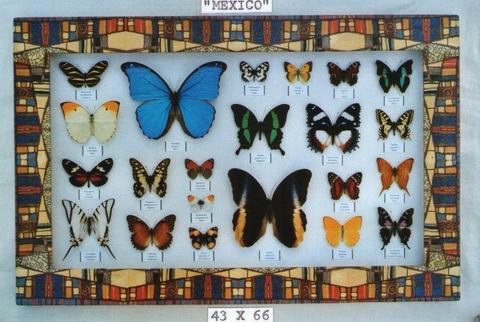 Real framed butterflies