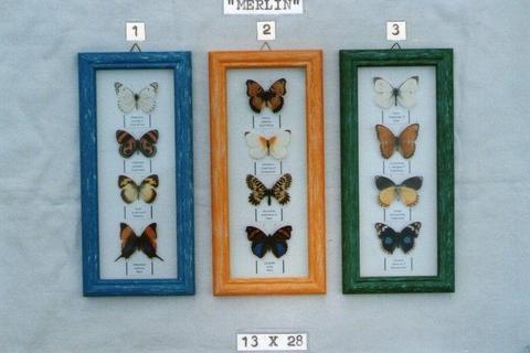 Real framed butterflies