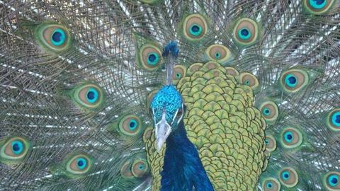 KLEURVOLLE POUVERE TE KOOP