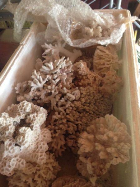 coral reef pieces