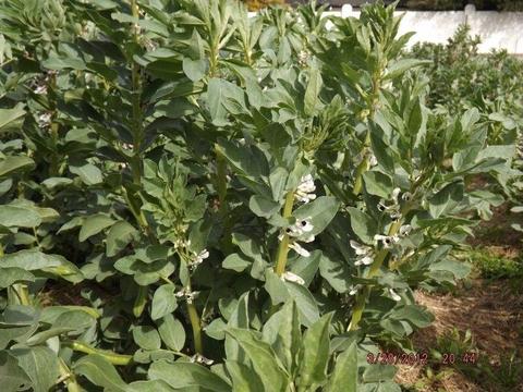 broad Beans