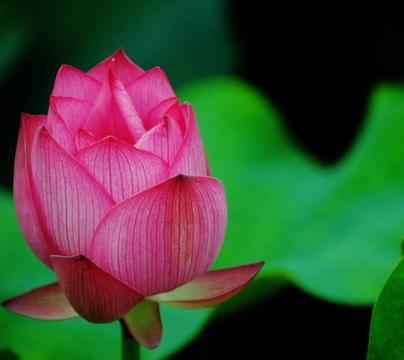 Lotus Seed (Rare Sacred Lotus India's National Flower)