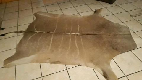 Top Quality Impala ( Rooibok) Kudu, Eland, Blue Wildebees A grade XL hides These hides are tanned