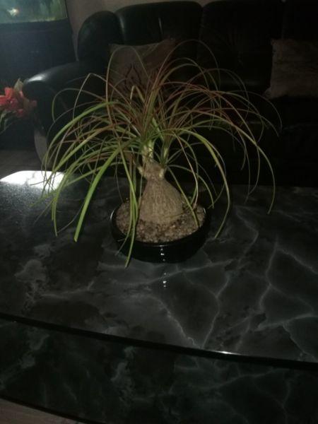 Indoor bonsai tree for sale