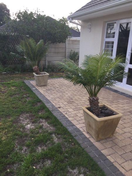 Two cycads in pots
